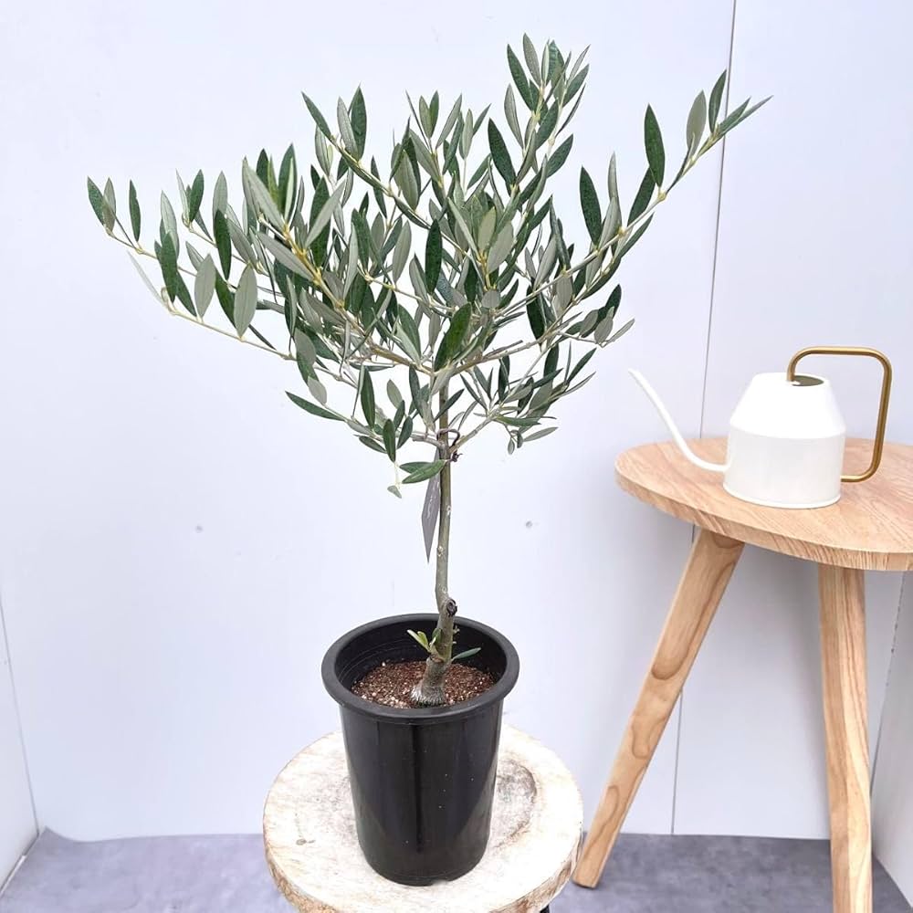 Amazon|オリーブ ピクアル 3現品観葉植物 庭木 創樹 SOUJU 4号 Amazon|オリーブ ピクアル 3現品観葉植物 庭木 創樹 SOUJU 4号